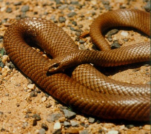 Eastern brown snake