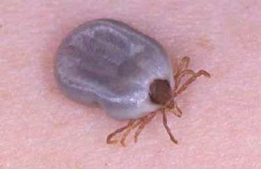 The Paralysis Tick (Ixodes holocyclus)