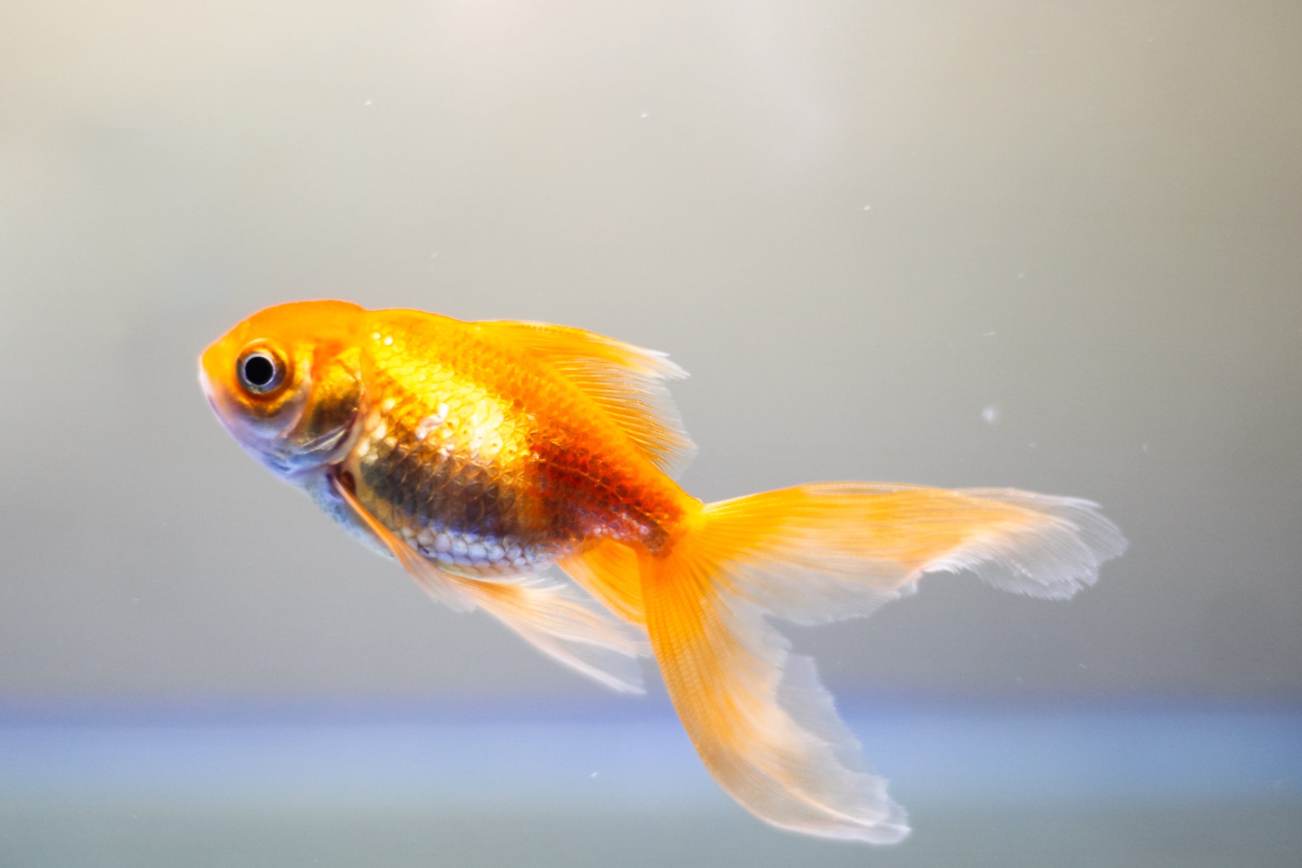 Goldfish Care Basics